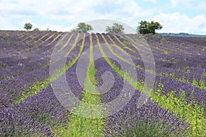 Lavender fields near Sault, France