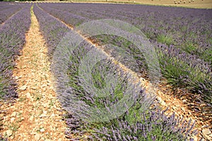 Lavender fields near Sault, France