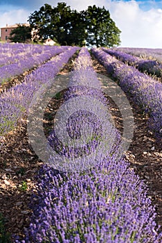 Lavender fields near Sault, Provence