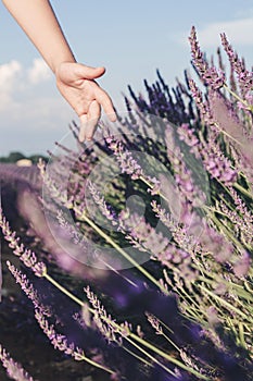 Lavender fields near Valensole in Provence, France. Blooming lavender.Children`s hand touches lavender flowers.