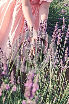 Lavender fields near Valensole in Provence, France. Blooming lavender.Children`s hand touches lavender flowers.