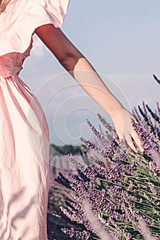 Lavender fields near Valensole in Provence, France. Blooming lavender.A girl walks in lavender fields and touches flowers her hand