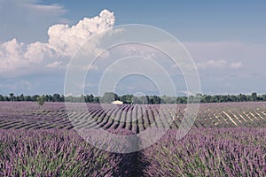 Lavender fields near Valensole in Provence, France. Landscape purple bushes of lavender on a background of mountains and sky.