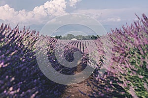 Lavender fields near Valensole in Provence, France. Landscape purple bushes of lavender on a background of mountains and sky.