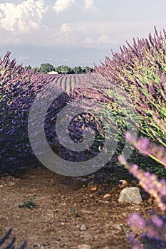 Lavender fields near Valensole in Provence, France. Landscape purple bushes of lavender on a background of mountains and sky.