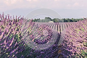 Lavender fields near Valensole in Provence, France. Landscape purple bushes of lavender on a background of mountains and sky.