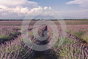 Lavender fields near Valensole in Provence, France. Landscape purple bushes of lavender on a background of mountains and sky.