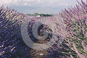 Lavender fields near Valensole in Provence, France. Landscape purple bushes of lavender on a background of  sky.