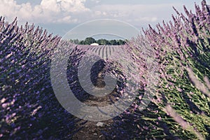 Lavender fields near Valensole in Provence, France. Landscape purple bushes of lavender on a background of  sky.