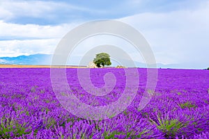 Lavender fields near Valensole in Provence, France on sunset