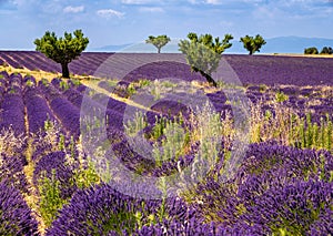 Lavender fields and olive trees in Valensole, Southern France photo