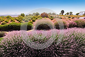 Lavender fields and other agricultural crops