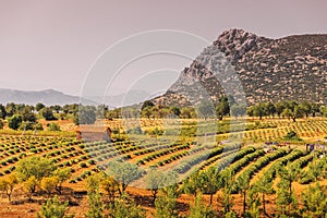 Lavender fields and other agricultural crops from the farm owners houses.