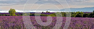 Lavender Fields on the Plateau de Valensole