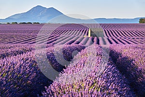 Lavender fields in Plateau de Valensole in summer. Alpes de Haute Provence, France