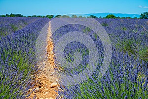 Lavender fields in Plateau de Valensole in Summer. Alpes de Haute Provence, PACA Region, France