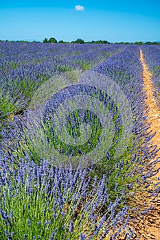 Lavender fields in Plateau de Valensole in Summer. Alpes de Haute Provence, PACA Region, France