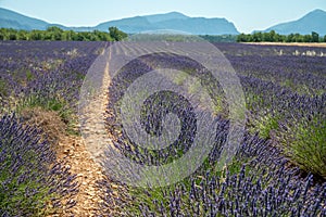 Lavender fields in Plateau de Valensole in Summer. Alpes de Haute Provence, PACA Region, France