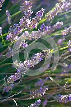 Lavender fields in Plateau de Valensole in Summer. Alpes de Haute Provence, PACA Region, France
