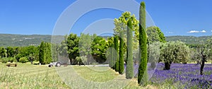 Lavender fields in Provence