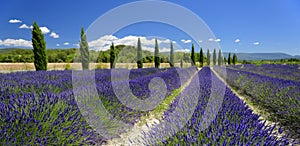 Lavender fields in Provence