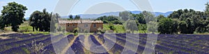 Lavender fields in Provence