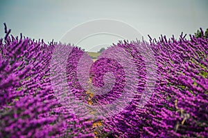 Lavender fields in Provence