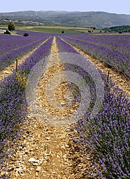 Lavender fields provence franc