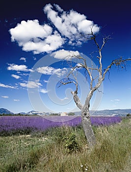 Lavender fields provence france