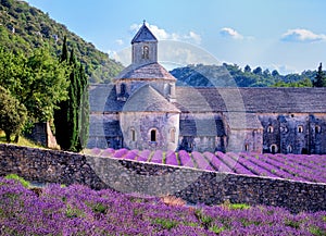 Lavender fields, Provence, France photo