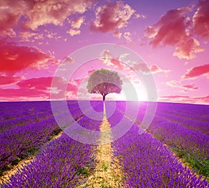 Lavender fields in Provence at sunset