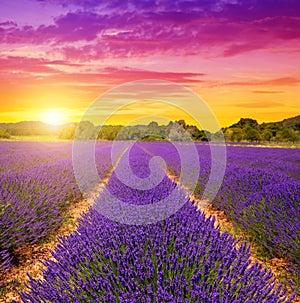 Lavender fields in Provence at sunset