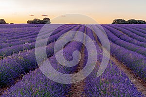Lavender fields in the province of Guadalajara.