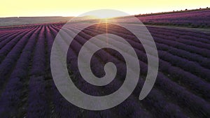 Lavender fields in rows with blooming flowers aerial view drone purple field, summer sun sunset. Lavender Oil Production