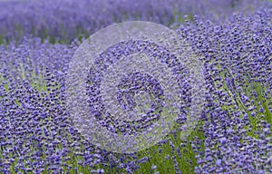 Lavender Fields, San Diego County, California