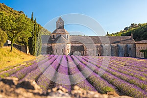 Lavender fields with Senanque monastery in Provence, Gordes, France