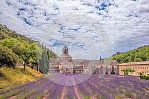 Lavender fields with Senanque monastery in Provence, Gordes, France