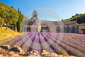 Lavender fields with Senanque monastery in Provence, Gordes, France photo