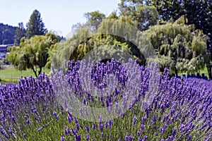 Lavender fields in Sequim, WA