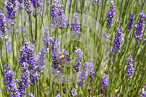 Lavender fields in Sequim, WA