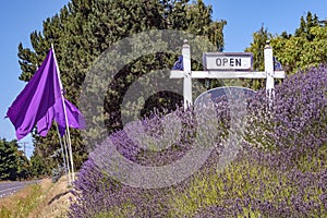 Lavender fields in Sequim, WA