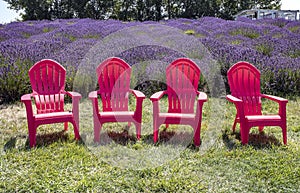 Lavender fields in Sequim, WA