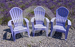 Lavender fields in Sequim, WA