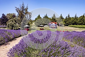 Lavender fields in Sequim, WA