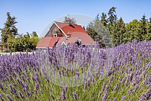 Lavender fields in Sequim, WA