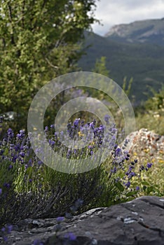 Lavender fields on the side of Northern Demerji