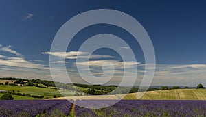 Lavender fields at Snowshill, Cotswolds England UK