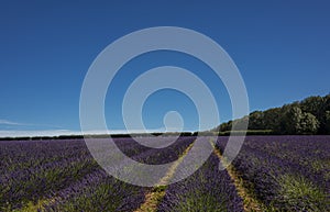 Lavender fields at Snowshill, Cotswolds England UK