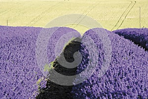 Lavender fields snowshill lavender farm the cotswolds gloucester