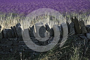 Lavender fields snowshill lavender farm the cotswolds gloucester